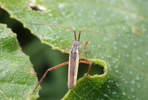 Réf. 296 984 : Notostira sp.
